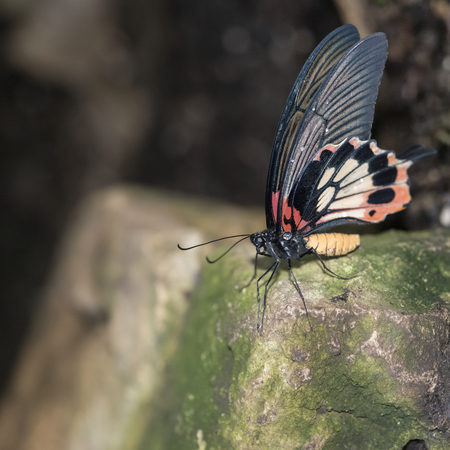 Common Mormon Papilio polytes butterfly in rose mimicry modeの写真素材