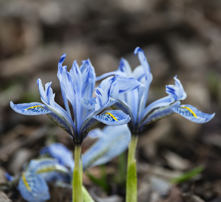 Iris reticulata Eyecatcher flower in full bloom in Springの写真素材