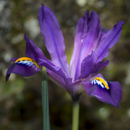 Beautiful iris flower scent sational in full bloom in Springの写真素材