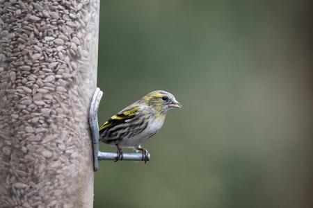 Yellow hammer Emberiza Citrinella on garden bird feederの写真素材