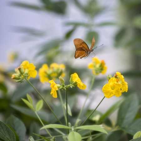 Julia butterfly lepidoptra nymphalidae butterfly on yellow flowers