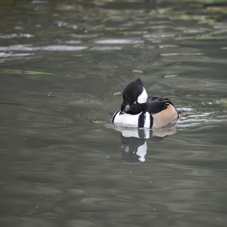 Portrait of Hoded Meganser Lophodytes Cucullatus duck bird on water in Springの写真素材