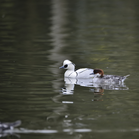 Portrait of Smew duck bird Megellus Albellus on water in Springの写真素材