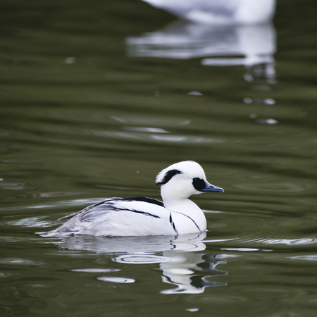 Portrait of Smew duck bird Megellus Albellus on water in Springの写真素材