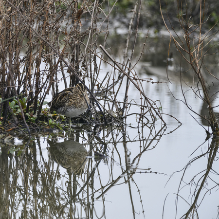 Snipe birds camouflaged hiding in grass on lake Gallinago Galinago in Springの写真素材