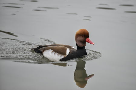 Portrait of Red Crested Pochard duck bird Netta Rufina on water in Springの写真素材