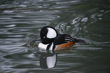 Portrait of Hooded Meganser duck bird on water in Springの写真素材