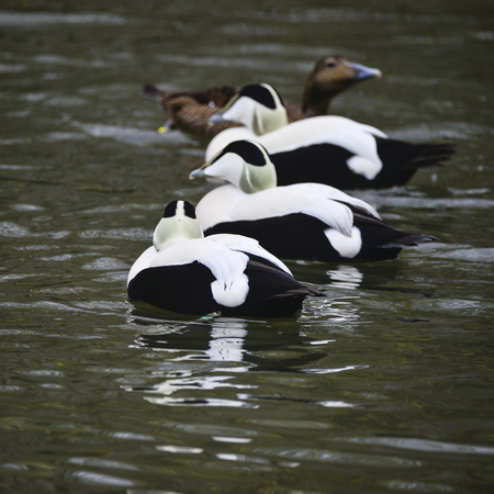 Portrait of Common Eider duck bird Somateria Mollissima in Springの写真素材