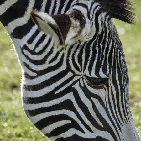 Beautiful Grevy's Zebra Equus Grevyi grazing in lush green clearing