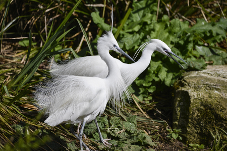 Beautiful pair of Little Egret birds gretta garzetta on riverbank in Spring sunshineの写真素材