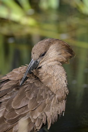 Beautiful hamerkop scopus umbretta bird in sunlight in Spring on riverbankの写真素材
