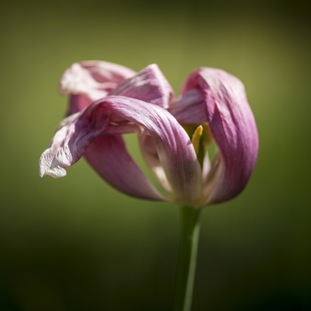 Beautiful selective focus macro image of decaying wilted tulip flower at the end of Springの写真素材