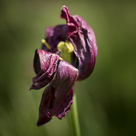 Beautiful selective focus macro image of decaying wilted tulip flower at the end of Springの写真素材