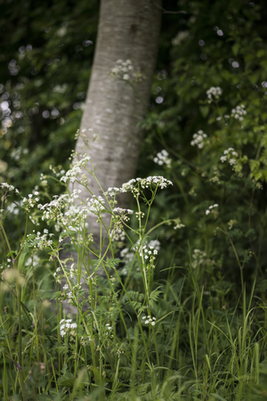 Beautiful shallow depth of field landscape image of English countrysideの写真素材