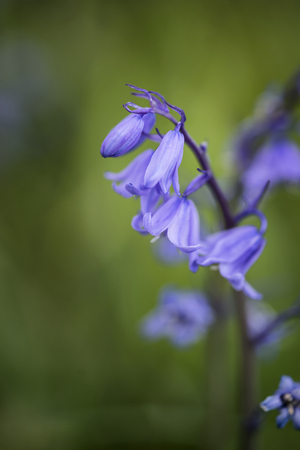 Beautiful macro close up flower portrait of Hyacinthoides Hispanica bluebells in natural forest landscapeの写真素材