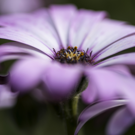 Stunning artistic image of African Daisy with shallow depth of field macroの写真素材