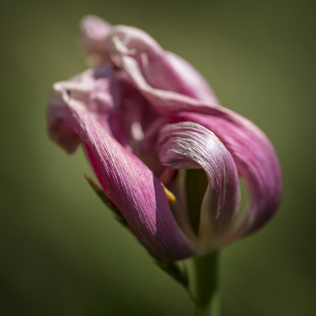 Beautiful selective focus macro image of decaying wilted tulip flower at the end of Springの写真素材