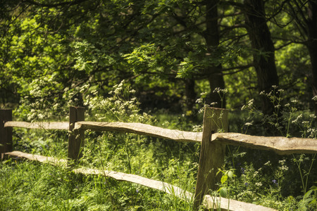 Beautiful shallow depth of field fresh landscape of English forest and countryside in Spring sunshineの写真素材