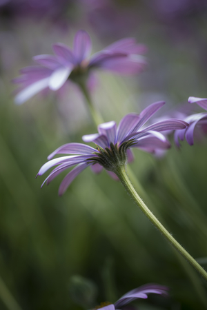 Stunning artistic image of African Daisy with shallow depth of field macro