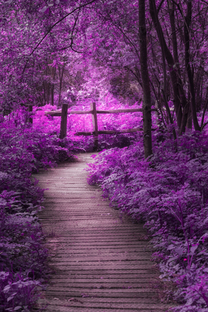 Stunning surreal purple landscape image of wooden boardwalk throughforest in Springの写真素材