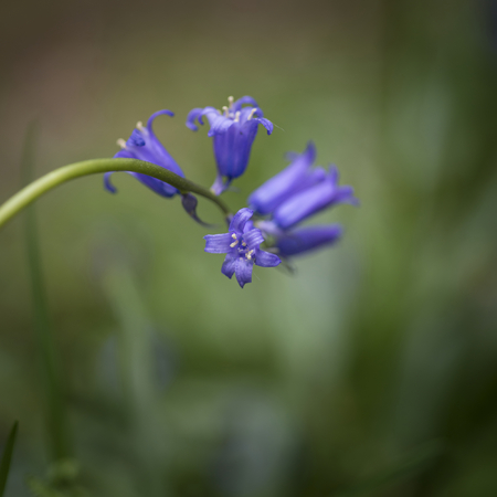 Shallow depth of field landscape of bluebell woods in Springの写真素材