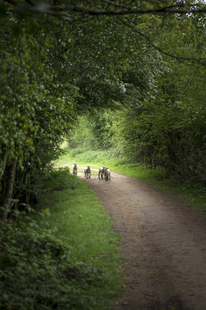 Young Spring lambs playing in English countryside landscapeの写真素材