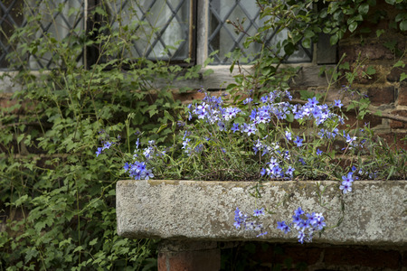 Fine art image of wild blue phlox flower in Spring overflowing from vintage planter boxの写真素材
