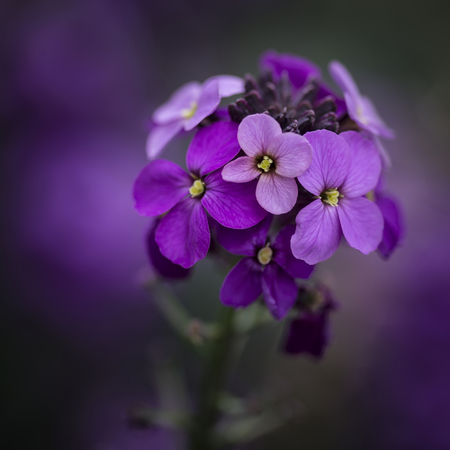 Beautiful purple Spring flowers with shallow depth of field の写真素材