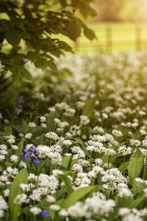 Beautiful conceptual fresh Spring landscape image of bluebell and wild garlic in forest in bright glowing sunlightの写真素材