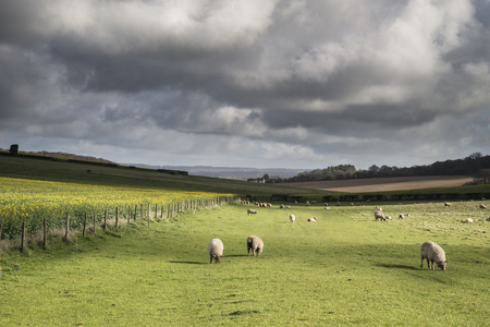 Sheep in Spring sunshine in English farm countryside landscapeの写真素材