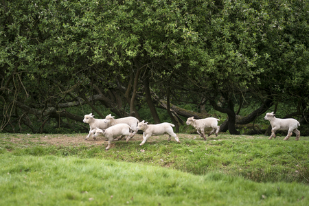 Young Spring lambs playing in English countryside landscapeの写真素材