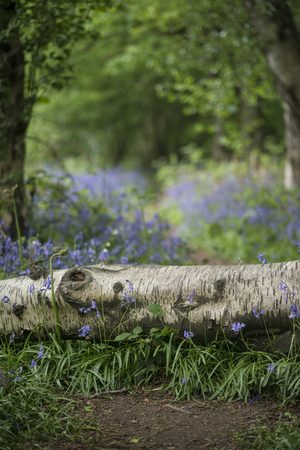 Beautiful shallow depth of field bluebell forest landscape imageの写真素材
