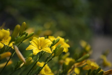 Beautiful vibrant yellow lily flower in Summer sunlight