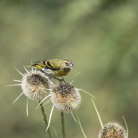 Beautiful Siskin bird Spinus Spinus on teasels in woodland landscape setting