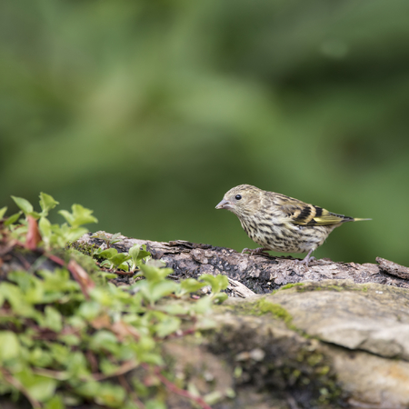 Beautiful juvenile Siskin bird Spinus Spinus on tree stump in woodland landscape settingの写真素材