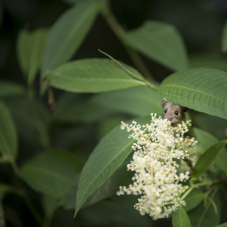 Gorgeous little field or door mouse Apodemus Sylvaticus hiding in Summer flower plantsの写真素材