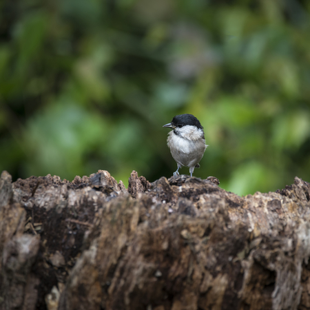 Lovely little Coat Tit bird Periparus Ater on tree in forest landscape settingの写真素材