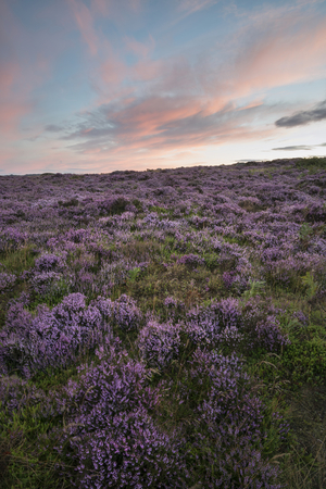 Beautiful dawn sunrise landscape image of heather on Higger Tor in Summer in Peak District Englandの写真素材