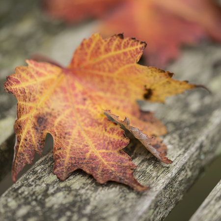 Beautiful shallow depth of field macro image of vibrant Autumn Fall leaves in forestの写真素材