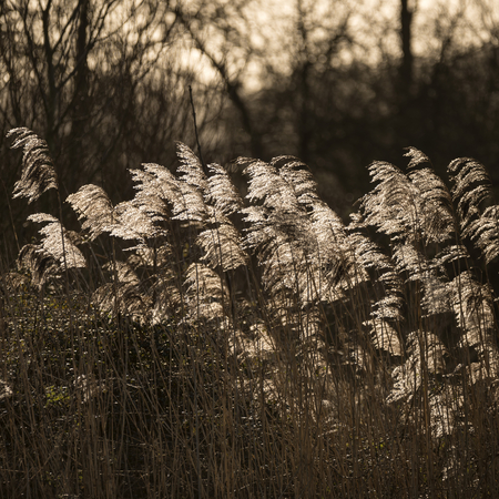 Beautiful fine art intimate landscape image of backlit reeds in Winter sun