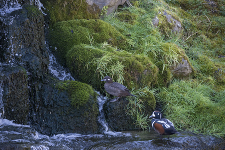 Pair of male and female Harlequin ducks Histronicus Histronicus on rocks in small waterfallの写真素材