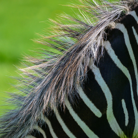 Beautiful intimate close up detail of Chapman's Zebra Equus Quagga Chapmani maneの写真素材