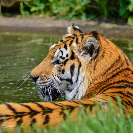 Portrait of Siberian Amur tiger Panthera Tigris Tigris in Summerの写真素材
