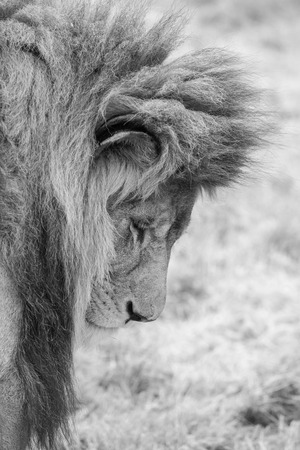 Stunning intimate portrait image of King of the Jungle Barbary Atlas Lion Panthera Leo in black and whiteの写真素材