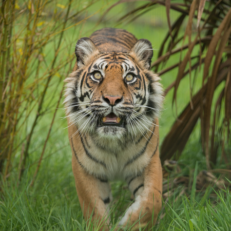 Stunning portrait of tiger Panthera Tigris walking through long grass in vibrant landscapeの写真素材