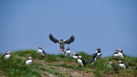 Beautiful Atlantic Puffin or Comon Puffin Fratercula Arctica in Northumberland England on bright Spring dayの写真素材