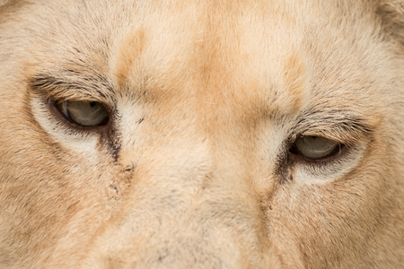 Stunning intimate portrait of white Barbary Atlas Lion Panthera Leoの写真素材