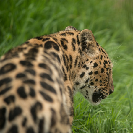 Stunning close up portrait of Jaguar panthera onca in colorful vibrant landscapeの写真素材