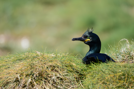 Beautiful nesting shag cormorant birds Phalacrocorax Aristotelisの写真素材