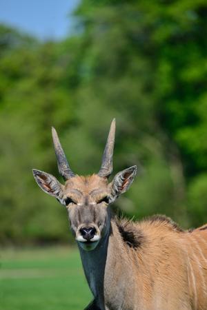 Young Eland Antelope animal Taurotragus Oryx in Summerの写真素材